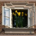 Salzburg_ablak_narciszokkal