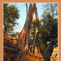 Angkor_TaPromh3