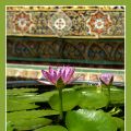 Bangkok_lotus