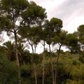 Parc_Guell_13