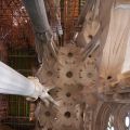 Sagrada_Familia_63