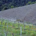 Clos Mogador_13