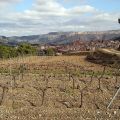 Clos Mogador_49