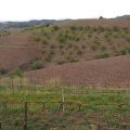 Clos Mogador_8