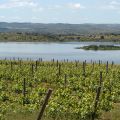 Alentejo-Quinta_do_Esporao_63