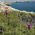 Algarve-Sagres_Beliche_erd_10