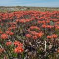 Algarve-Sagres_erõd_58