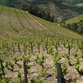 Douro-Quinta_Dos_Murcas_11