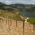 Douro-Quinta_Dos_Murcas_14