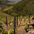 Douro-Quinta_Dos_Murcas_2