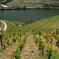 Douro-Quinta_Dos_Murcas_26