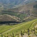 Douro-Quinta_Dos_Murcas_32