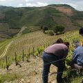 Douro-Quinta_Dos_Murcas_34