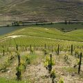 Douro-Quinta_Dos_Murcas_35