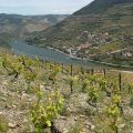 Douro-Quinta_Dos_Murcas_39