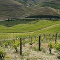 Douro-Quinta_Dos_Murcas_40