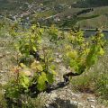 Douro-Quinta_Dos_Murcas_41