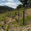 Douro-Quinta_Dos_Murcas_43