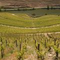 Douro-Quinta_Dos_Murcas_47