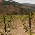 Douro-Quinta_Dos_Murcas_52