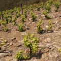 Douro-Quinta_Dos_Murcas_54