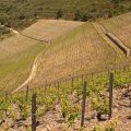 Douro-Quinta_Dos_Murcas_55