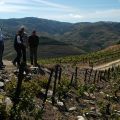 Douro-Quinta_Dos_Murcas_8