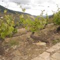 Douro-Quinta_do_Seixo_24