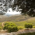 Douro-Quinta_do_Seixo_39