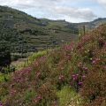 Douro-Quinta_do_Vallado_9