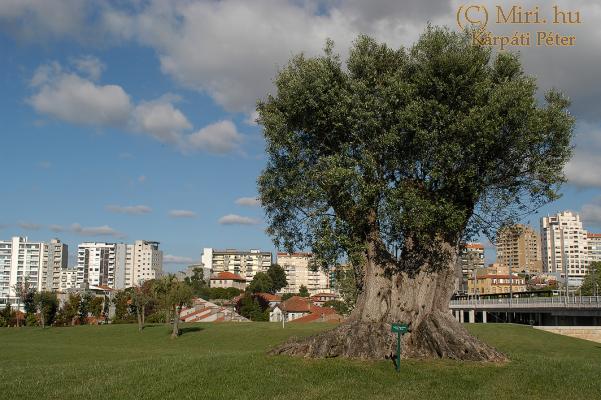 twg_slideshow