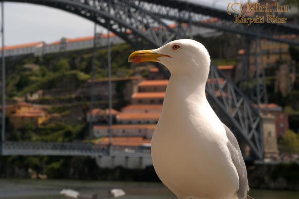 twg_slideshow