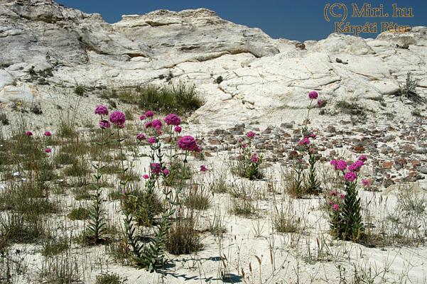 twg_slideshow