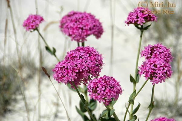 twg_slideshow