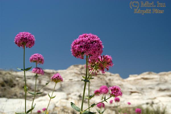 twg_slideshow