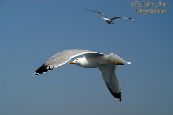 twg_slideshow