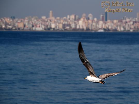 twg_slideshow