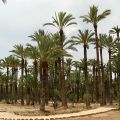 Elche_31