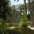 Elche_33