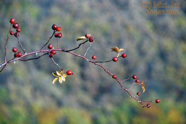 twg_slideshow