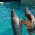 Delfinek_59